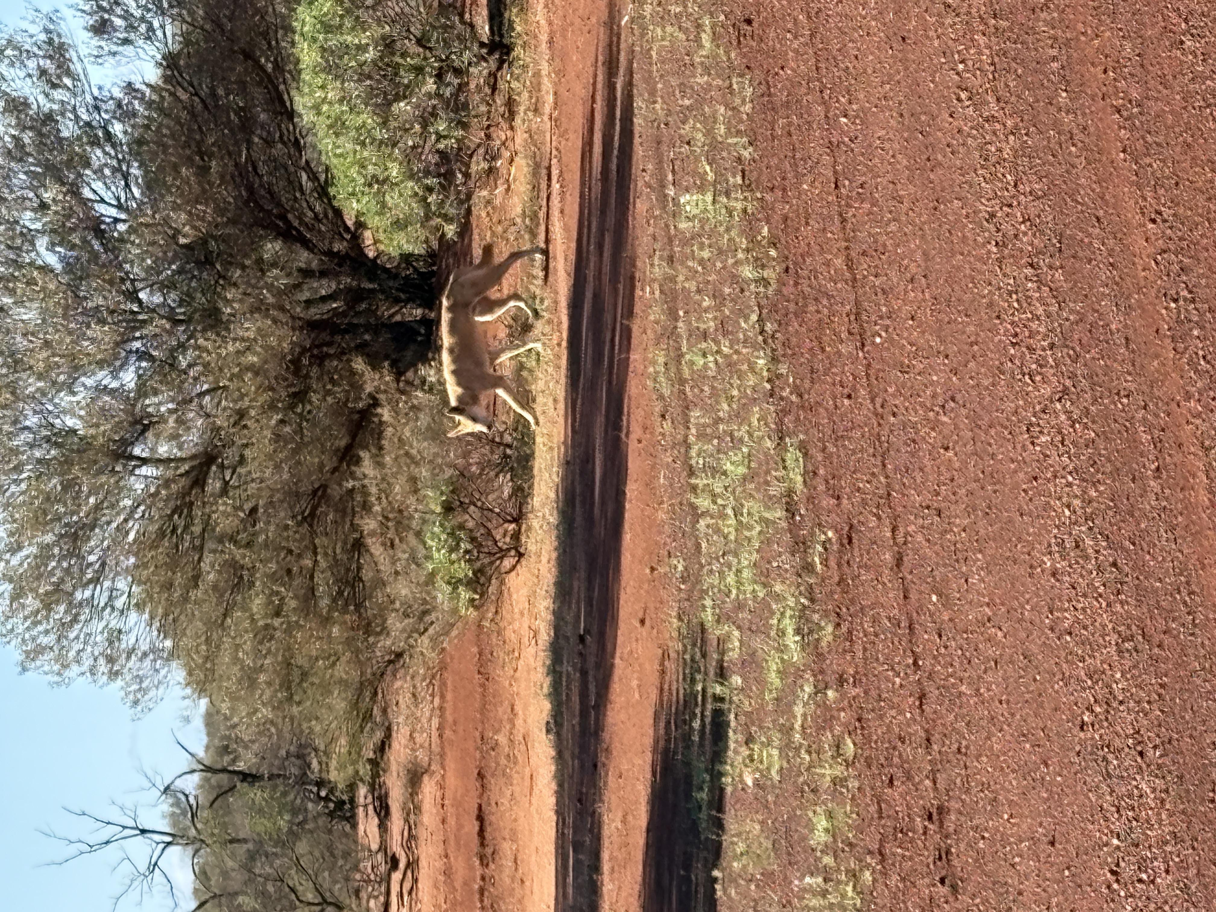 Dingo in the Australian outback